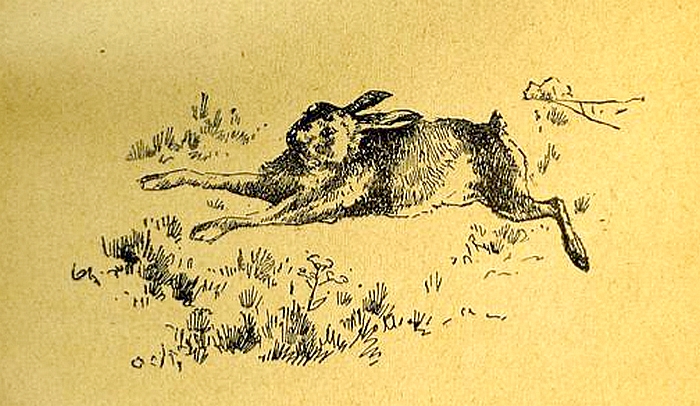 Charles de Condamy - Illustration tirée de La Chasse du lièvre à courre et à tir, Causeries et Souvenirs (1892)